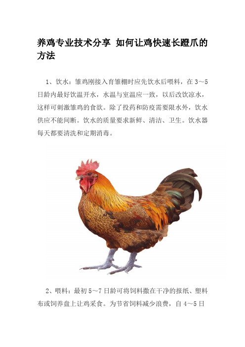 养鸡专业技术分享 如何让鸡快速长蹬爪的方法