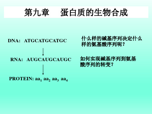 生化课件-蛋白质的生物合成