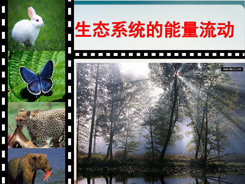 人教版高中生物必修三生态系统的能量流动优质课件