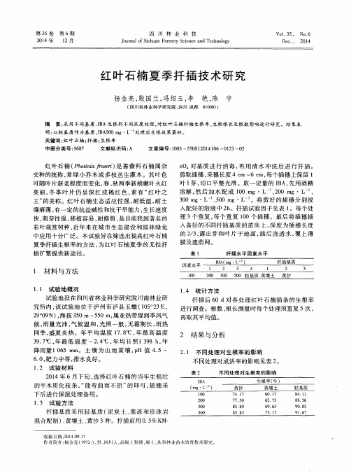 红叶石楠夏季扦插技术研究