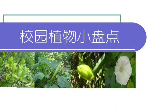 校园植物小盘点