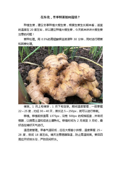 在东北，冬季鲜姜如何栽培？