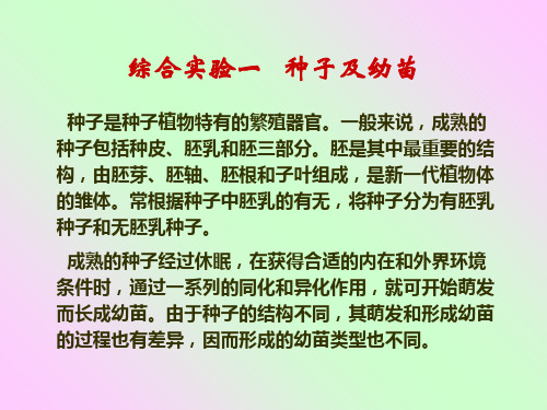 种子的构造和类型ppt