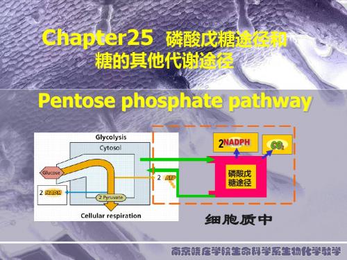 生物化学 第25章 磷酸戊糖途径和糖其他代谢途径