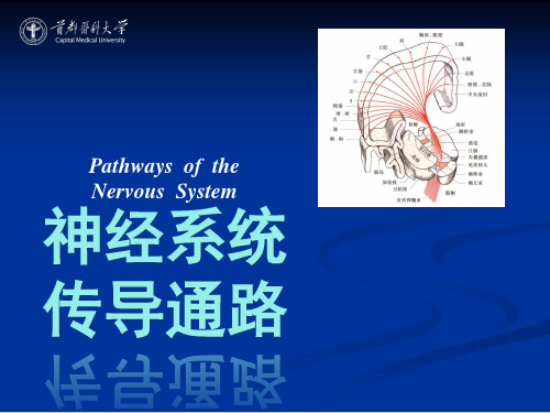 神经系统11 传导通路