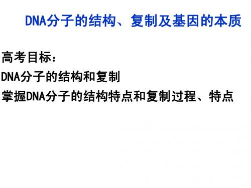 DNA分子结构、复制及基因本质一轮复习