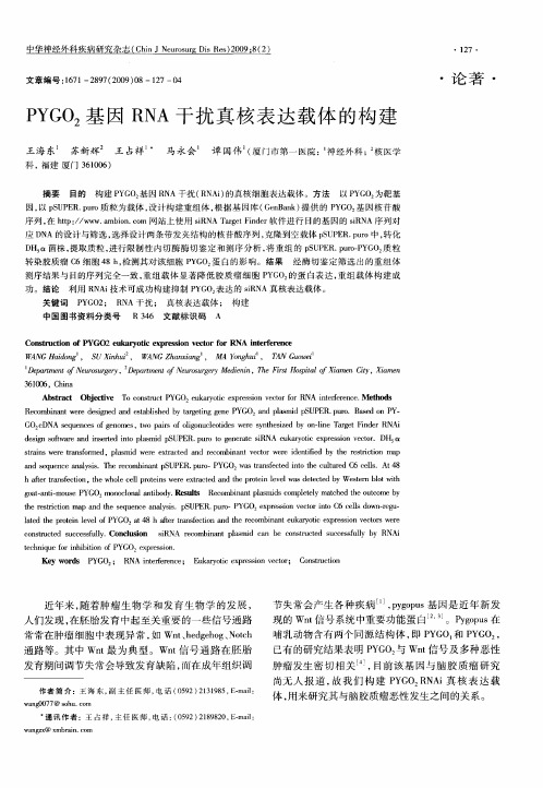 PYGO2基因RNA干扰真核表达载体的构建