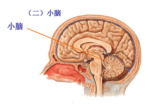 小脑和大脑的结构ppt课件