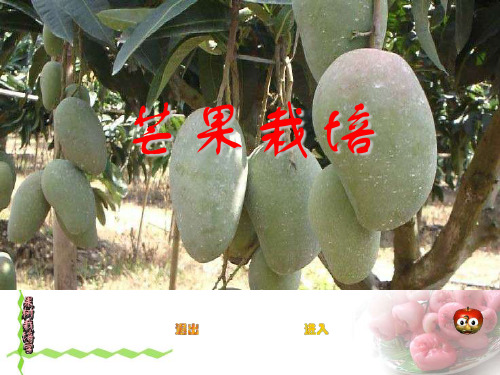 果树学课件：芒果部分(上)