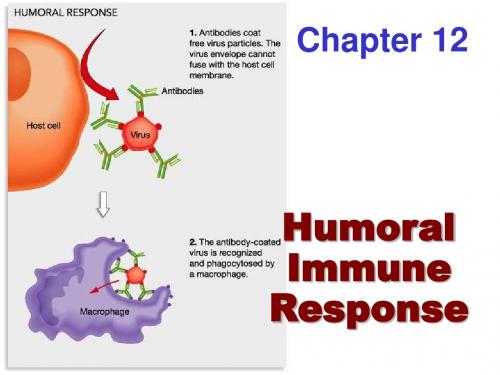 Chapter 12 humoral immune response