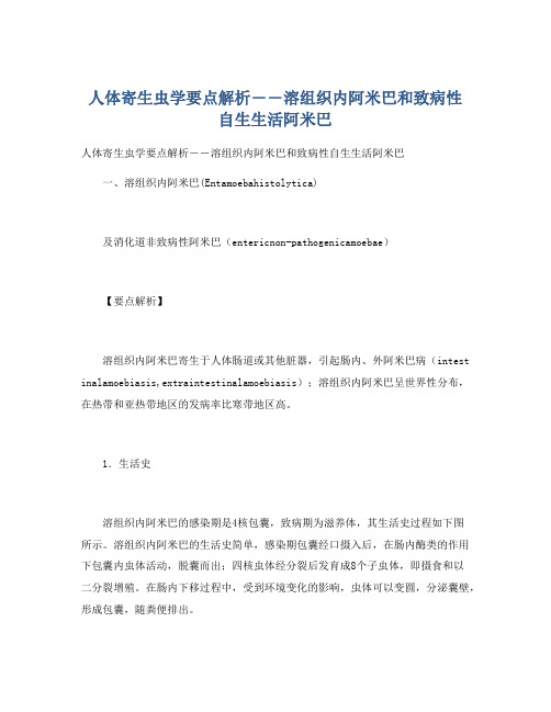 人体寄生虫学要点解析――溶组织内阿米巴和致病性自生生活阿米巴