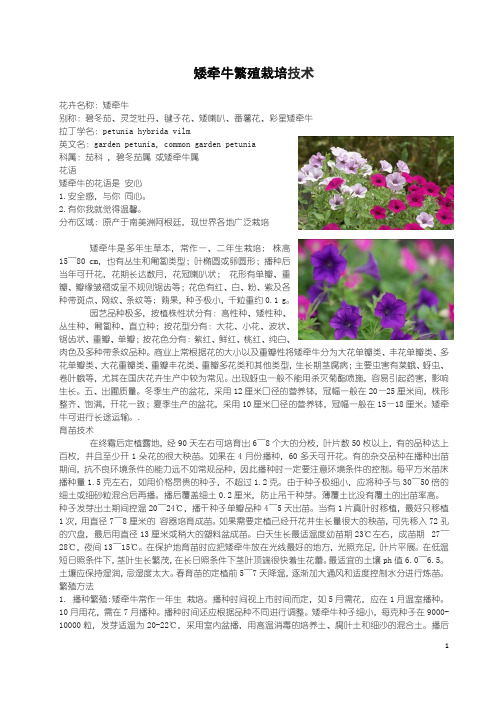 矮牵牛繁殖栽培技术