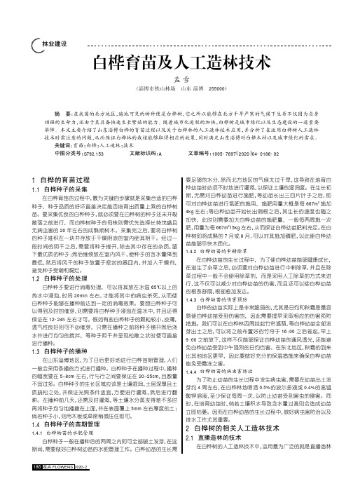 白桦育苗及人工造林技术