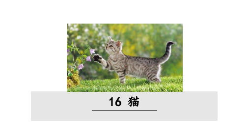 猫 部编版语文七年级上册