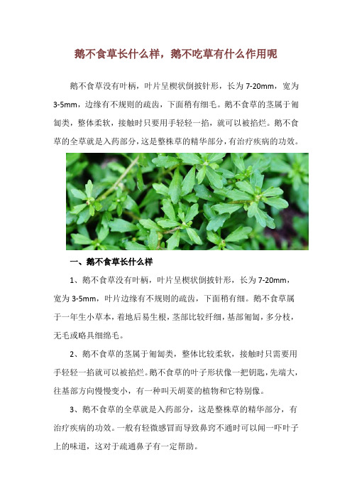 鹅不食草长什么样,鹅不吃草有什么作用呢