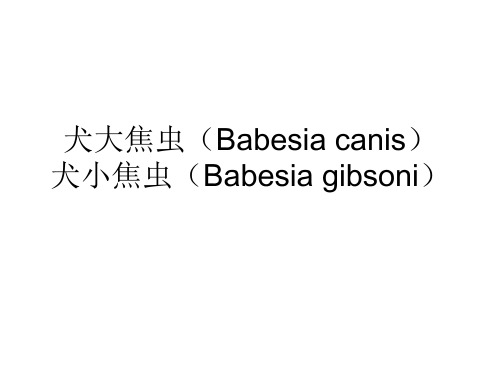 犬大焦虫(Babesia canis)犬小焦虫(Babesia gibsoni)