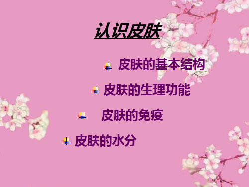 认识皮肤PPT课件