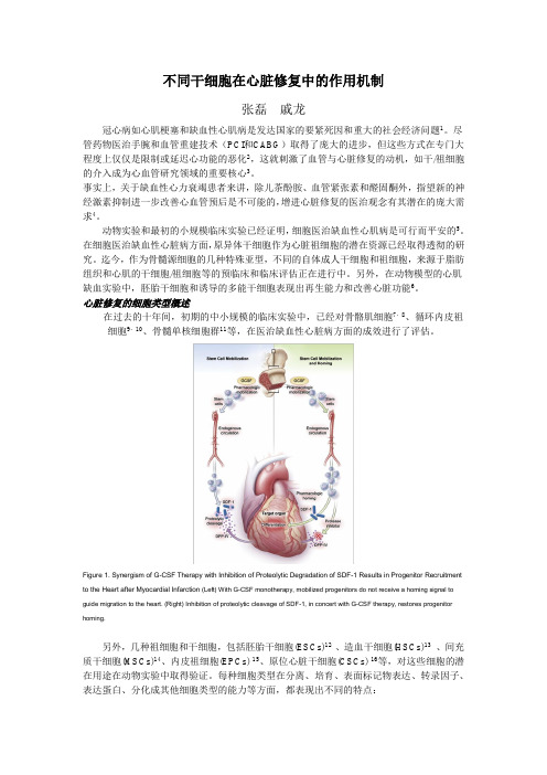 不同干细胞在心脏修复中的作用机制