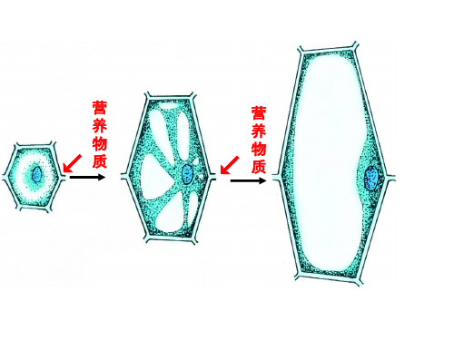 苏科版中考生物——人体对食物的消化和吸收