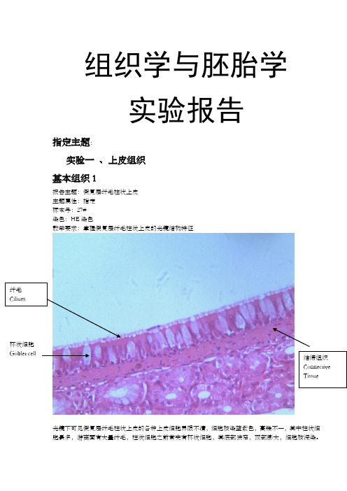 组胚切片报告