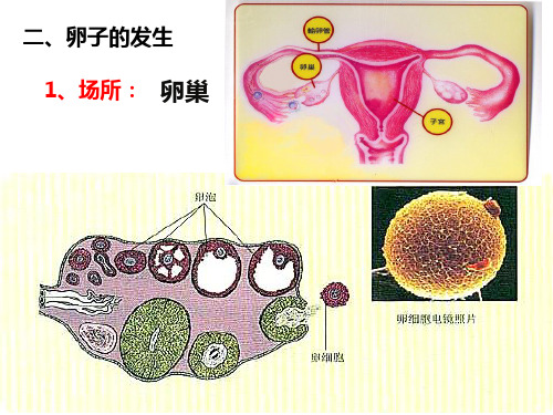 卵子的发生及受精