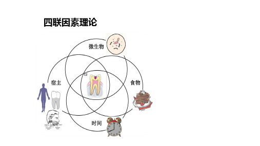 6四联因素理论牙体牙髓病学