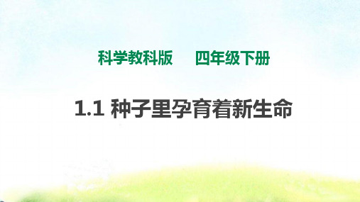 新教科版四年级科学下册1.1《种子里孕育着新生命》课件