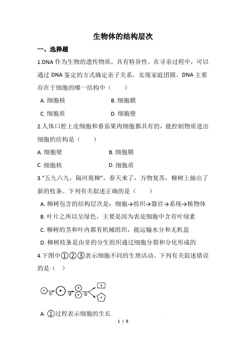 人教版七年级生物上册第二单元 生物体的结构层次 专题复习