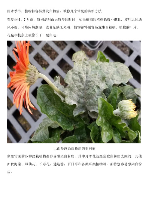 雨水季节-植物特容易爆发白粉病-教你几个常见的防治方法