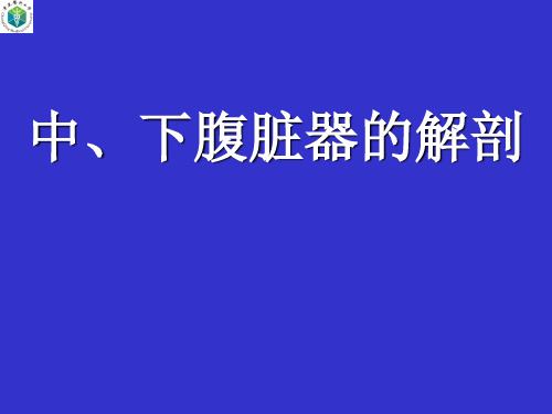 【局部解剖学】中、下腹部脏器解剖PPT课件