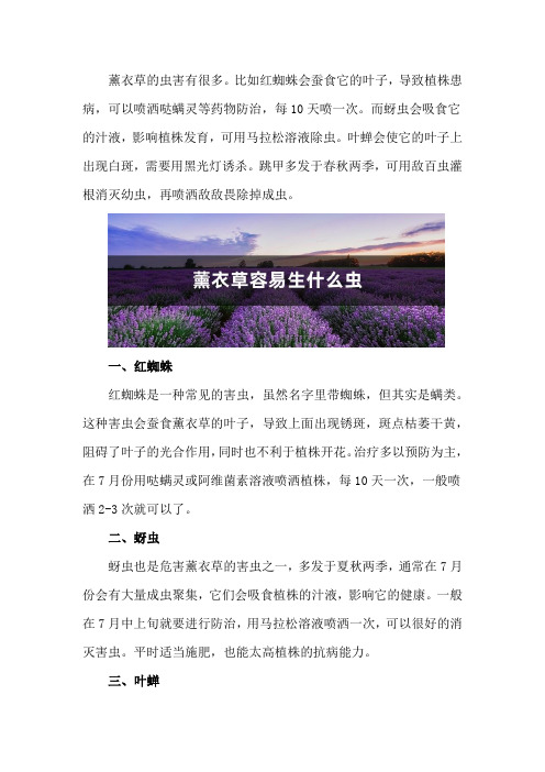 薰衣草容易生什么虫,薰衣草生虫怎么处理