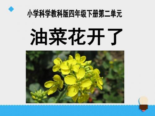 《油菜花开了》新的生命 精品课件2(共20张)
