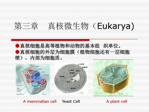 真核微生物Eukarya