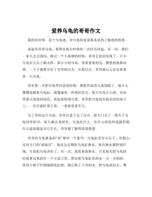 爱养乌龟的哥哥作文