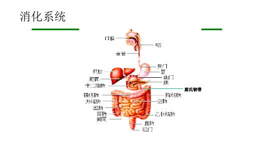 诊断学—腹痛