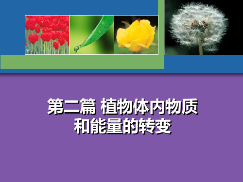 植物体内物质和能量的转变.ppt