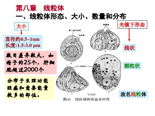 《医学细胞生物学》课件：第七章 线粒体