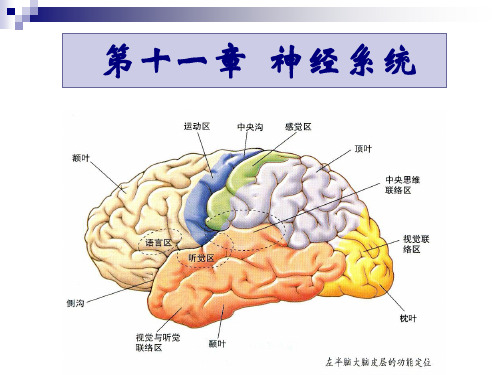 家畜解剖课件：神经系统