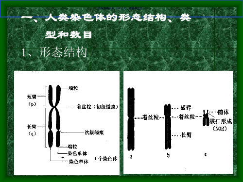 人类正常染色体和染色体畸变