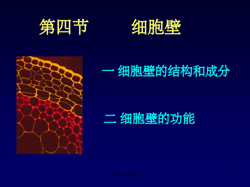 《植物细胞》PPT课件 (2)