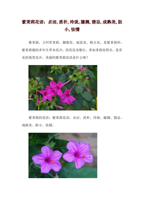 紫茉莉花语：贞洁,质朴,玲珑,臆测,猜忌,成熟美,胆小,怯懦