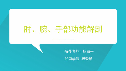 肘、腕、手部功能解剖修改后