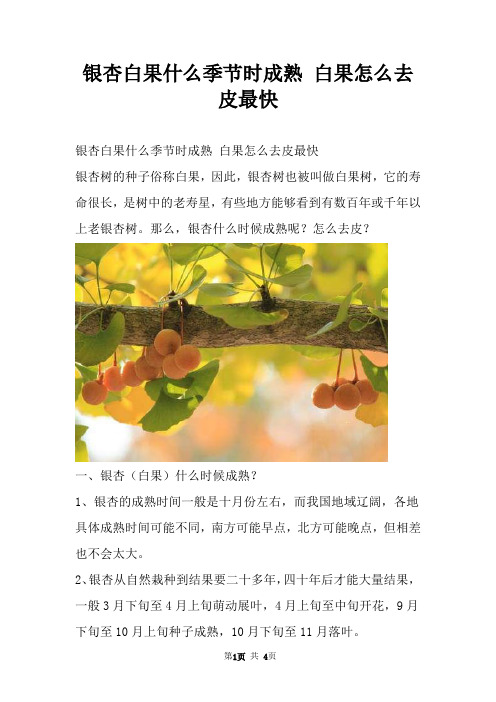 银杏白果什么季节时成熟 白果怎么去皮最快