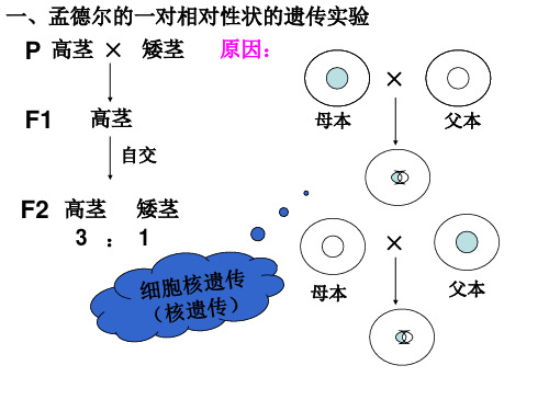 第一节 细胞质遗传3(PPT)3-1