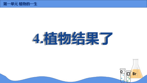 新苏教版三年级科学下4.植物结果了