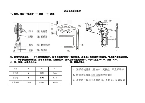 泌尿系统及循环系统