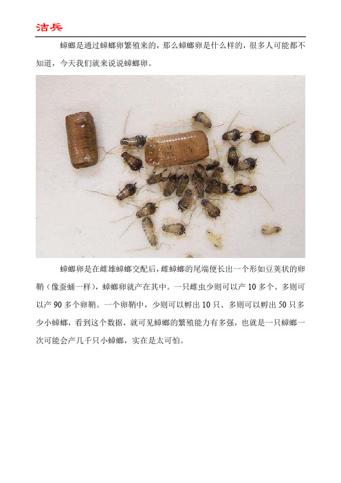 蟑螂卵是什么样的