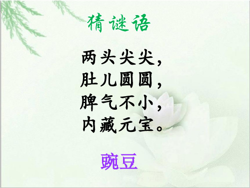 《一颗小豌豆》课件