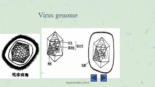 病毒基因组核酸的主要类型课件