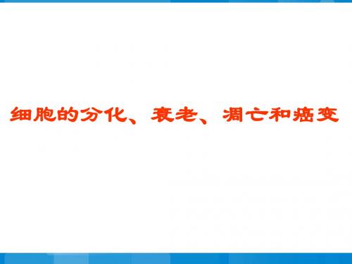人教版高中生物必修1第6章 细胞的生命历程《细胞的分化、衰老、凋亡和癌变》参考课件(共24张PPT)